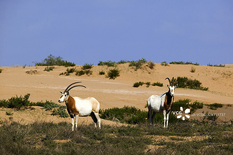 弯角剑羚：重引入摩洛哥苏斯-马萨国家公园，已在野外灭绝，生理上适应沙漠生活图片素材