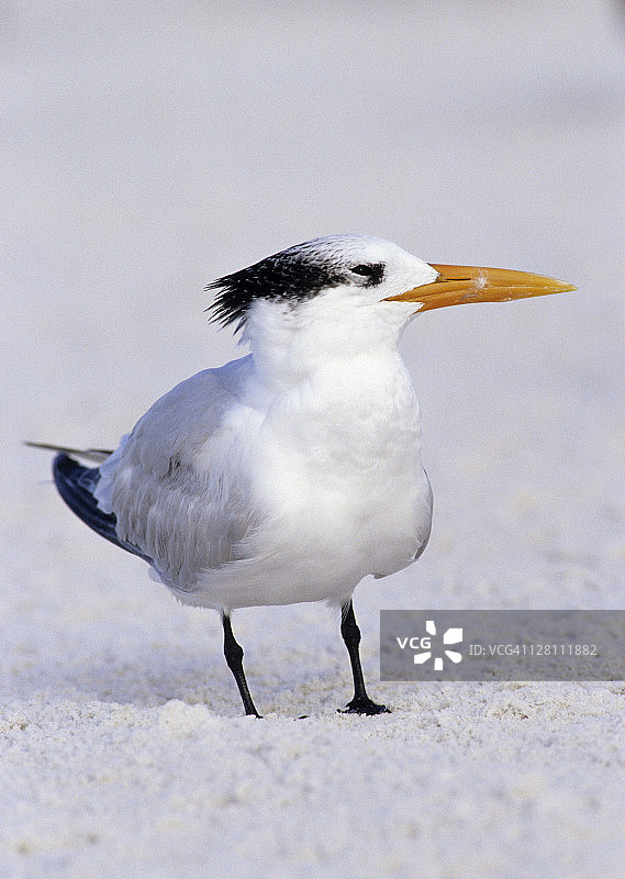 冬季羽毛的皇家燕鸥，黑色帽在繁殖季节初期短暂获得，美国佛罗里达州Siesta Key海滩图片素材