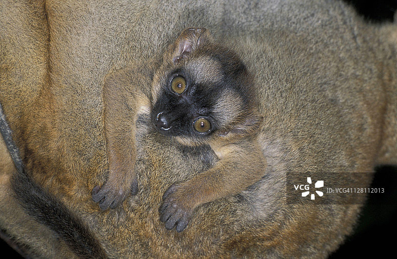 红额褐狐猴，幼崽和母猴，马达加斯加图片素材