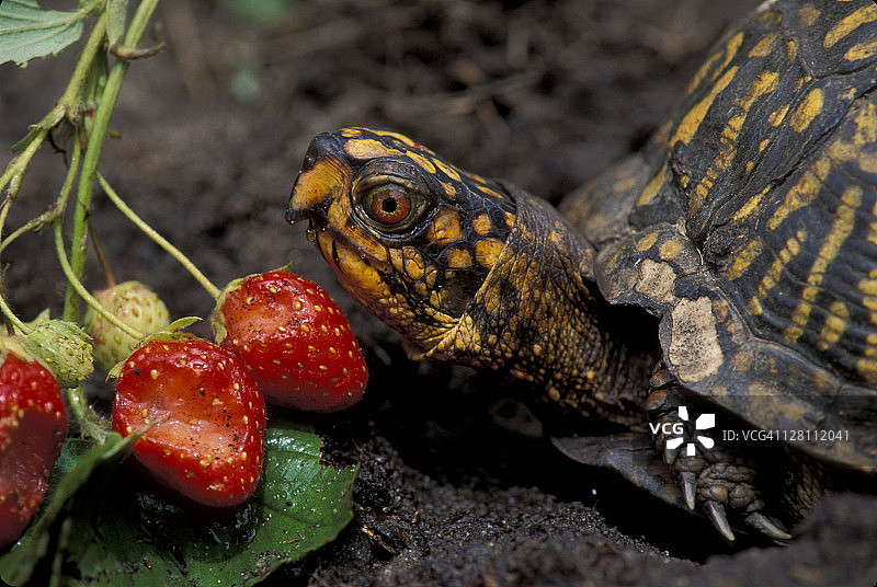 食用草莓的箱龟（TERRAPENE CAROLINA）图片素材