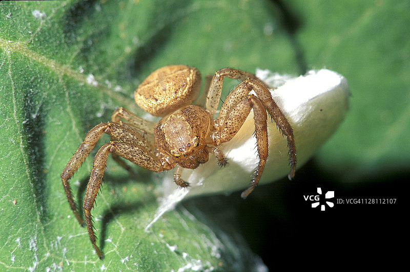守护卵囊的雌性蜘蛛图片素材