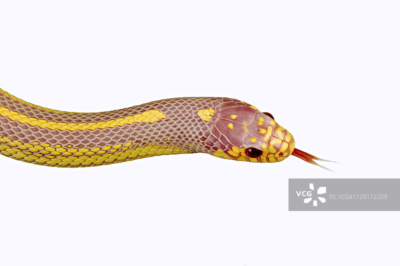 加州王蛇（黄链蛇的加州亚种），白化个体，产自美国图片素材