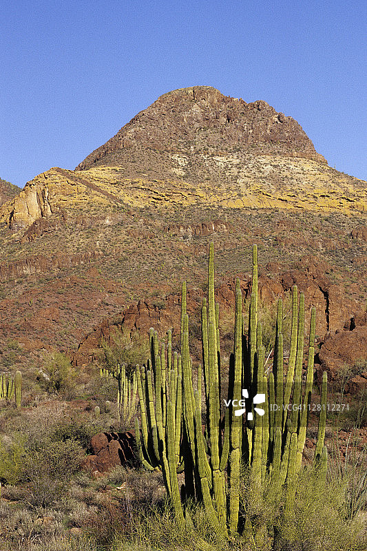 风琴管仙人掌，索诺兰沙漠，风琴管仙人掌国家纪念地，亚利桑那州，美国图片素材