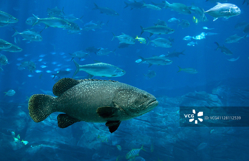 鞍带石斑鱼，美国佐治亚州亚特兰大佐治亚水族馆图片素材