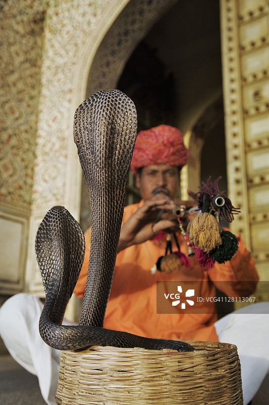 斋浦尔城市宫殿前的耍蛇人，两条眼镜蛇摆出攻击姿势，印度图片素材