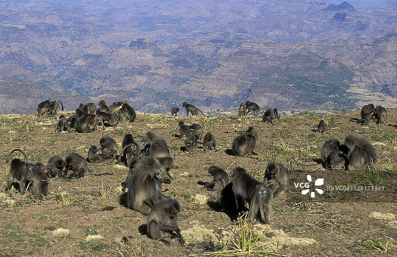 狮尾狒：濒危物种，塞米恩山国家公园，埃塞俄比亚图片素材
