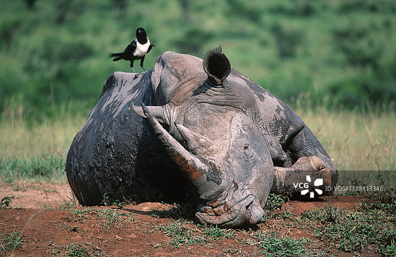 白犀牛与栖息在顶部的鹊鸦，非洲东南部图片素材