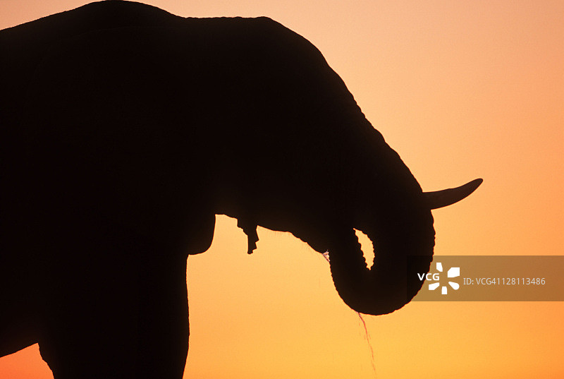 非洲象在日落背景下的剪影。非洲象。— 埃托沙国家公园，纳米比亚。图片素材