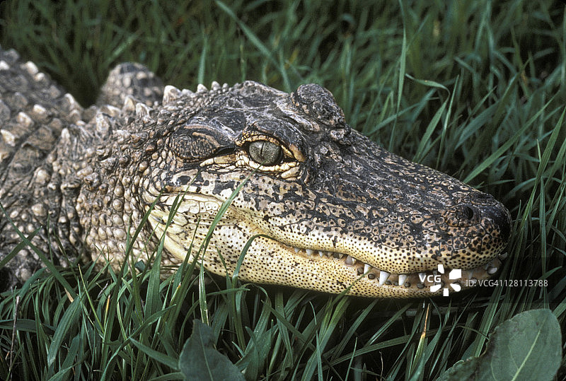 美洲短吻鳄（幼年）图片素材