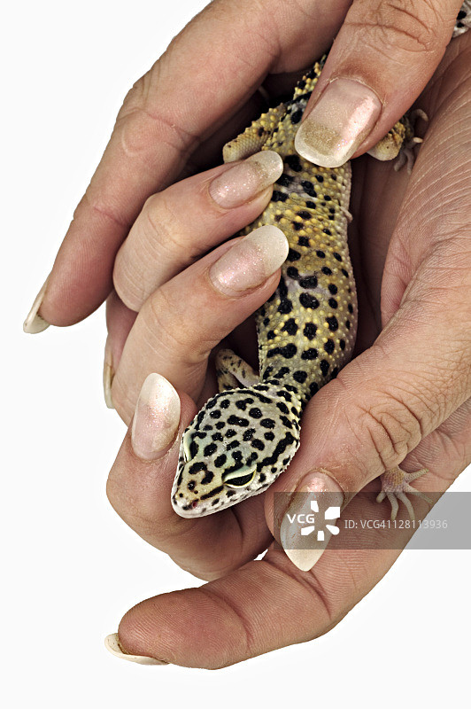 豹纹守宫（Eublepharis macularius），宠物在主人手中，分布于亚洲、印度、伊拉克、阿富汗、巴基斯坦。图片素材