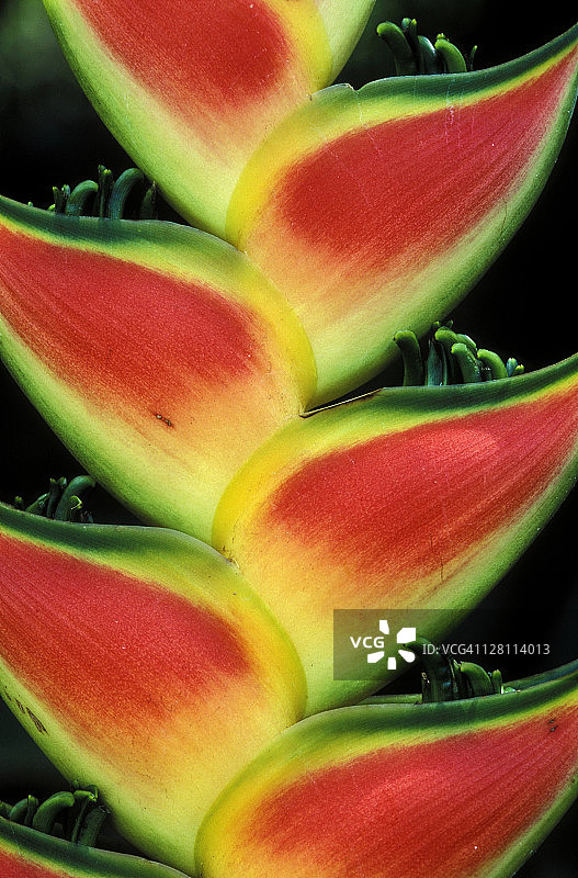 沃克旅人蕉，拉塞尔瓦保护区，哥斯达黎加图片素材