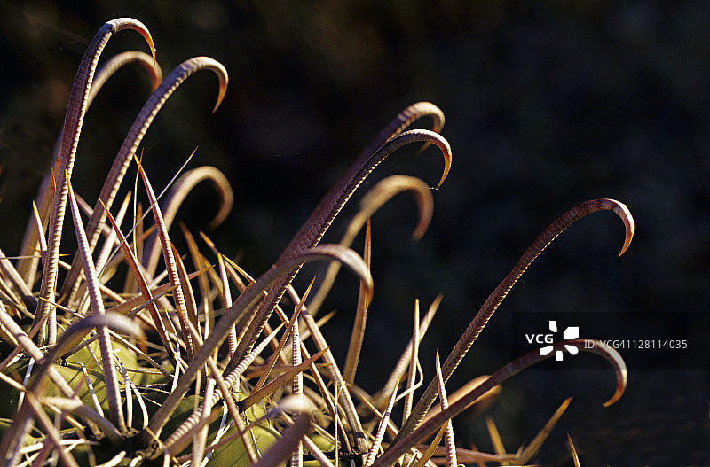 鱼钩桶形仙人掌针刺特写，针刺是为保护而改良的叶子，索诺兰沙漠，亚利桑那州，美国图片素材