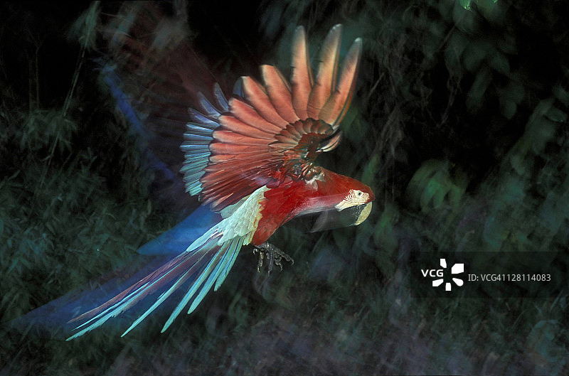 红绿金刚鹦鹉飞行，秘鲁坦博帕塔保护区图片素材