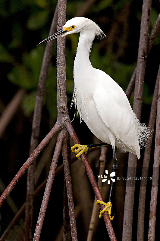黄脚雪鹭与红树林图片素材