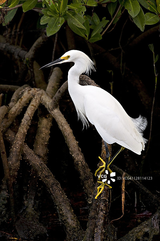 黄脚雪鹭与红树林图片素材