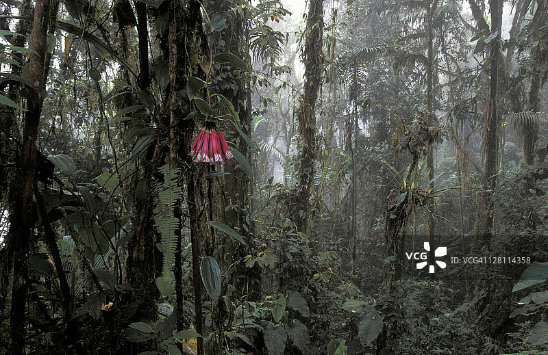 厄瓜多尔安第斯山脉云雾森林的番莲花图片素材