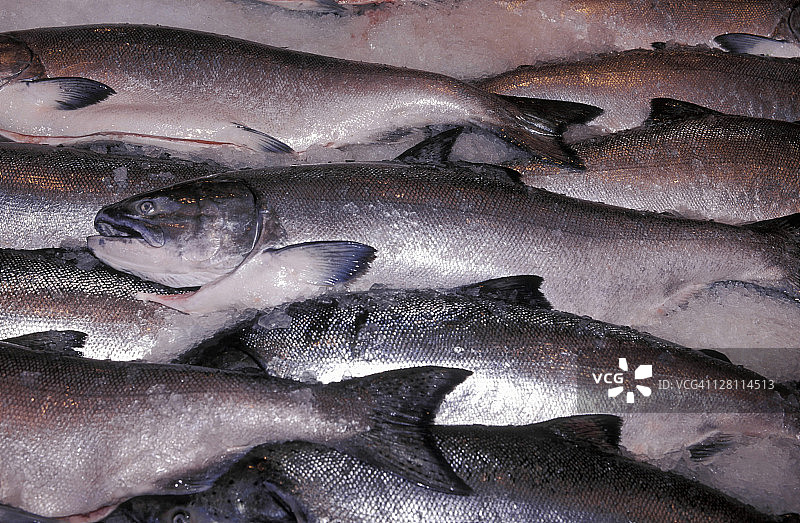 新鲜的帝王鲑鱼，产自白令海图片素材