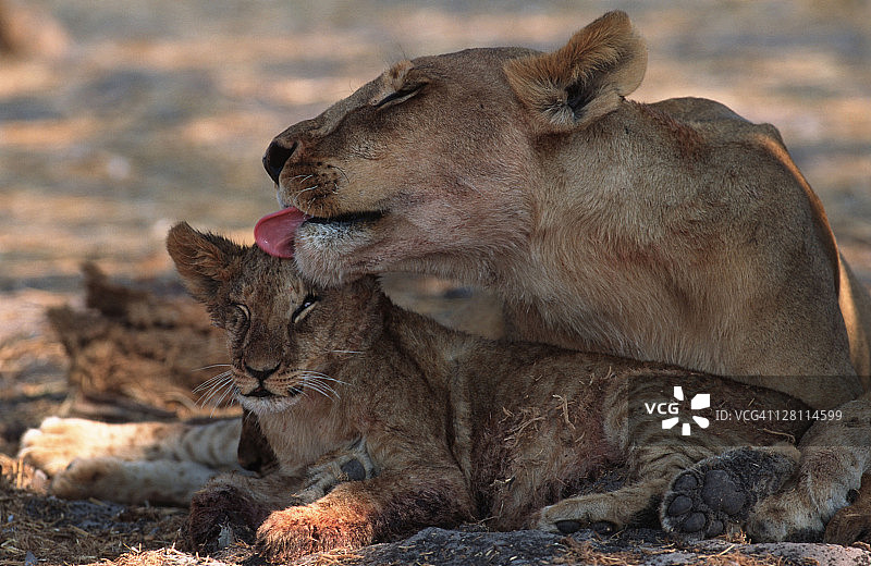 母狮在博茨瓦纳乔贝国家公园为幼狮梳理毛发图片素材