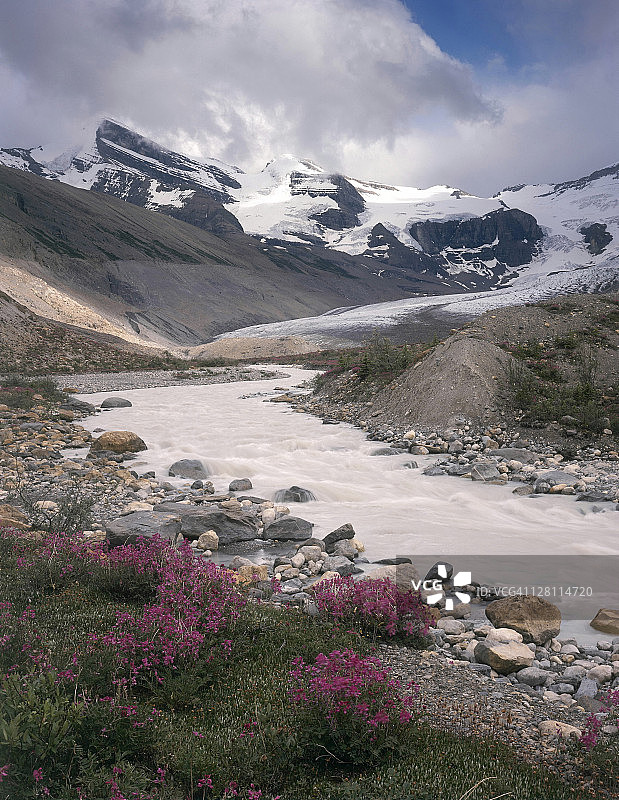 加拿大不列颠哥伦比亚省罗布森山省立公园罗布森河沿岸的紫苜蓿图片素材