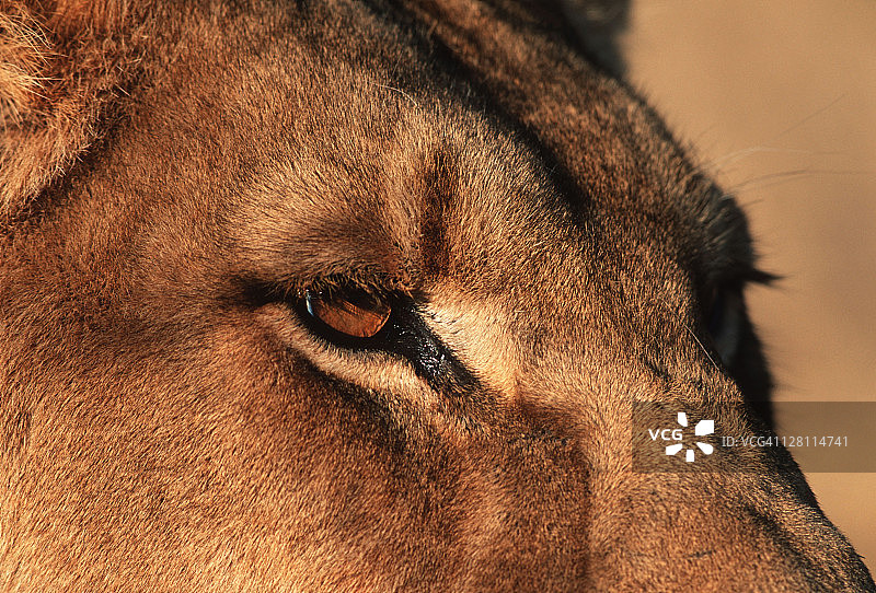 雌狮眼睛特写肖像图片素材