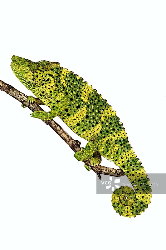 梅勒变色龙图片素材