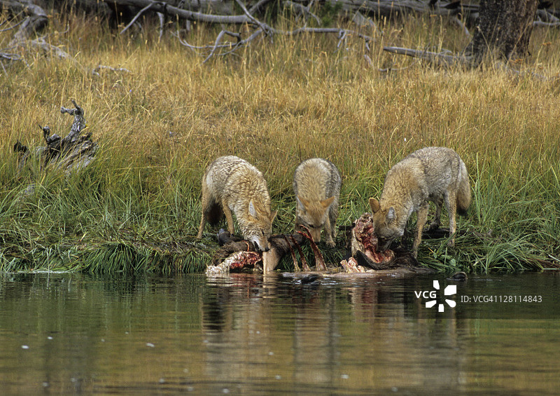 郊狼捕食麋鹿尸体，位于黄石国家公园，怀俄明州图片素材