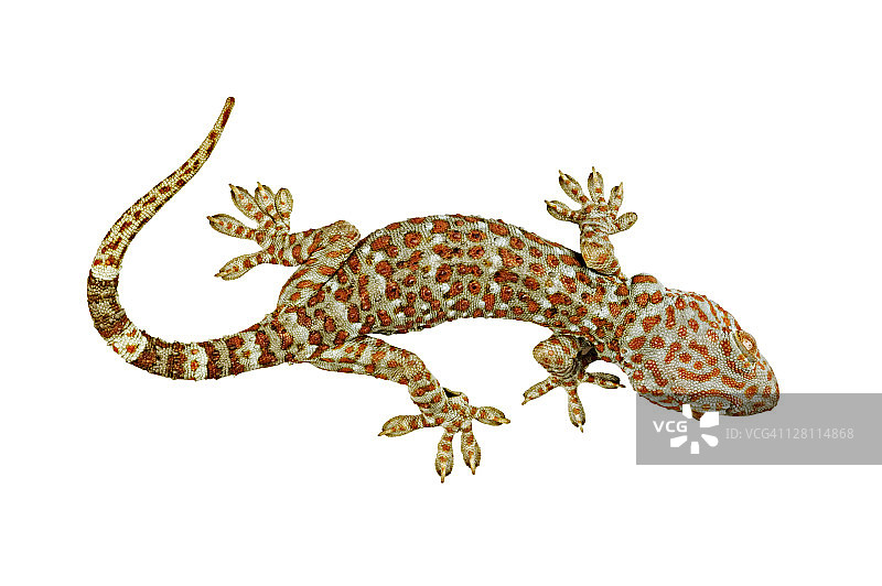 蛤蚧（Gekko gecko），分布于东南亚图片素材