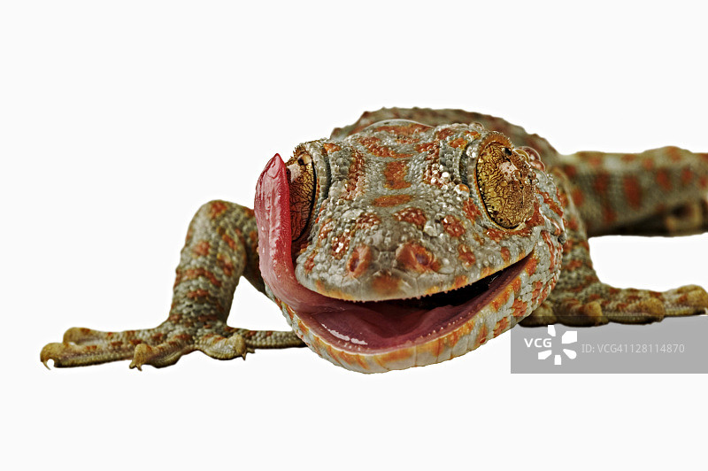 蛤蚧：用舌头清洁眼睛，东南亚地区图片素材