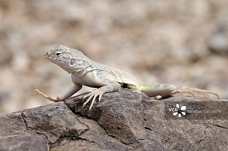 美国亚利桑那州图森市索诺兰沙漠中的雄性普通斑尾蜥蜴图片素材