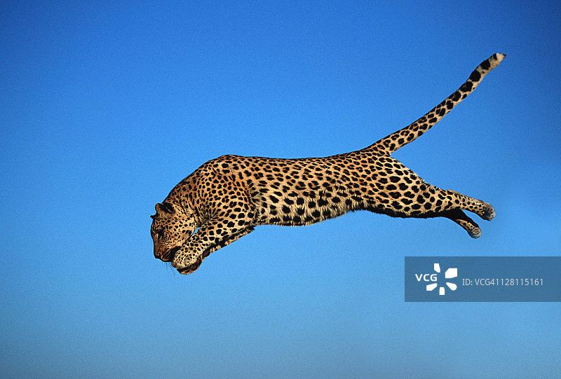 跳跃的豹：非洲最大的斑点猫，纳米比亚图片素材