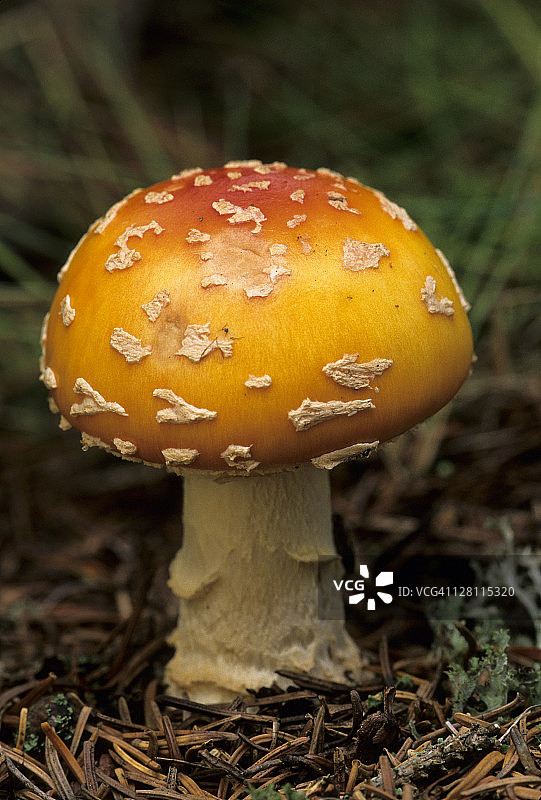 毒蝇伞：有毒蘑菇，毒蝇伞变种，北美常见图片素材