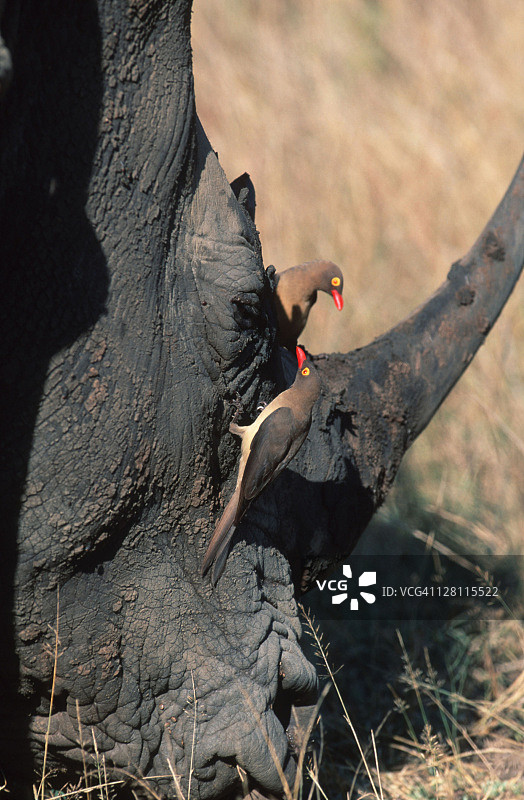 白犀牛与红嘴牛椋鸟（非洲东南部）图片素材