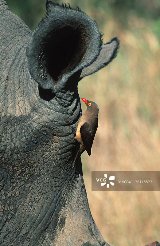 白犀牛的耳朵，红色账单的牛啄木鸟寻找犀牛皮肤上的寄生虫，非洲东南部图片素材