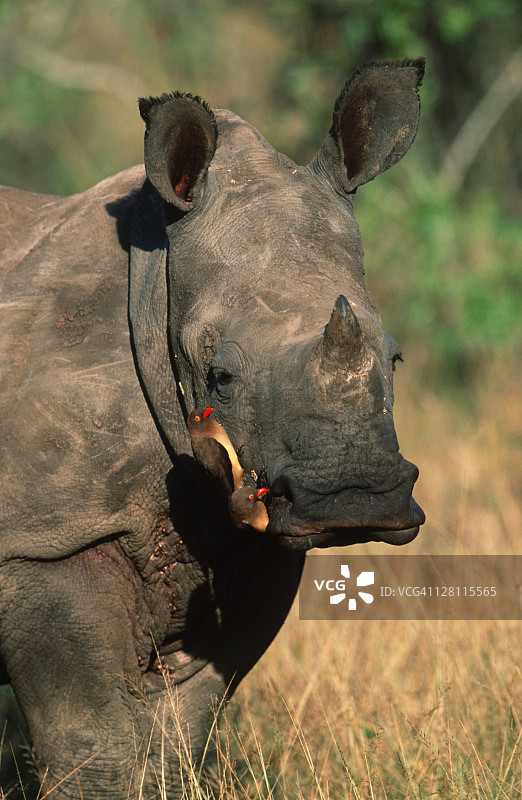 带有红喙牛椋鸟的白犀牛肖像，南部非洲图片素材
