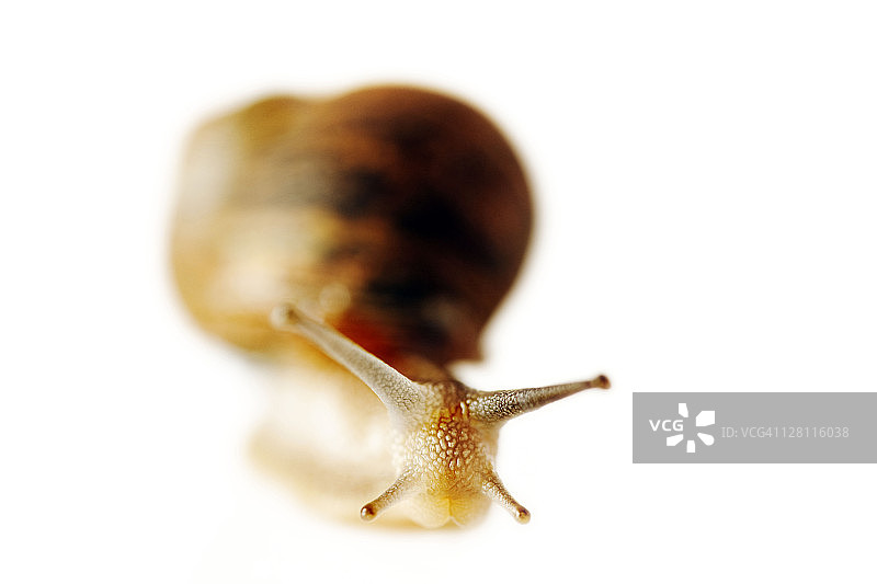 白色背景上的棕色花园蜗牛图片素材