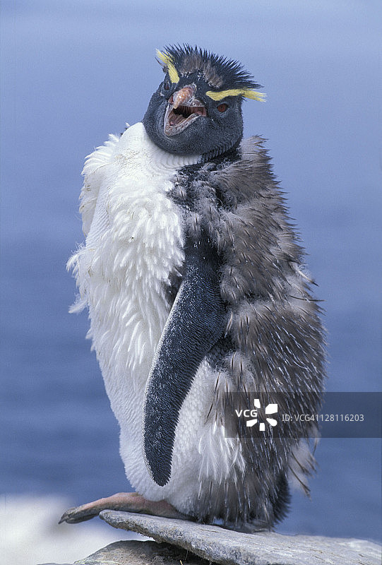 凤头黄眉企鹅，换羽，新岛，福克兰群岛图片素材
