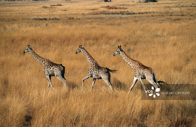 奔跑的南方长颈鹿，空中视角，博茨瓦纳奥卡万戈三角洲图片素材