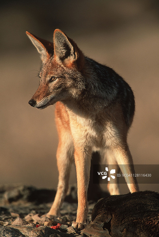 黑背胡狼捕食海豹，纳米比亚西海岸图片素材