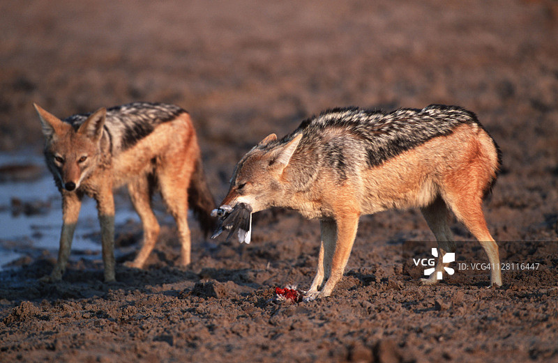 黑背胡狼在水坑捕猎鸽子，位于埃托沙国家公园，纳米比亚图片素材