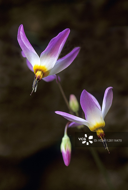 Dodecatheon pulchellum，锡安国家公园，犹他州，美国图片素材