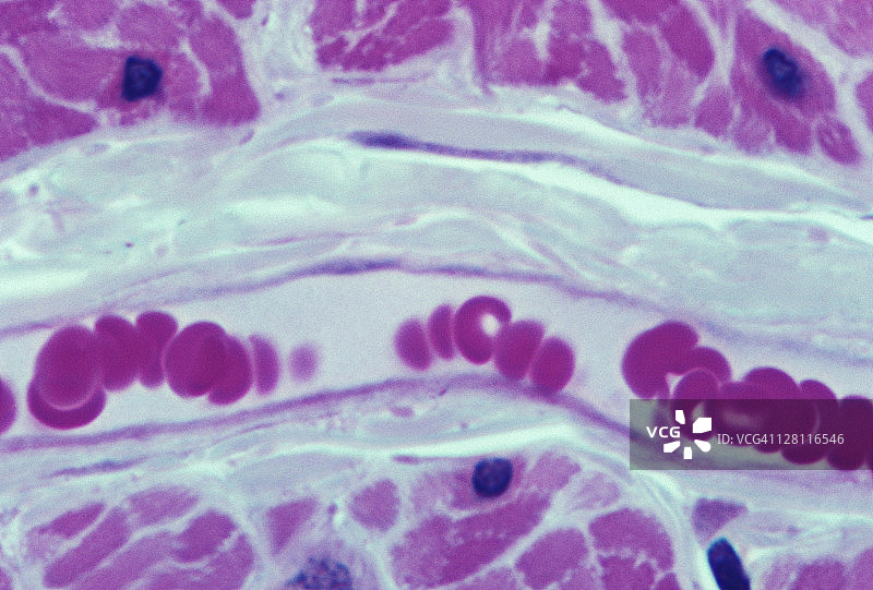 毛细血管中的红细胞图片素材