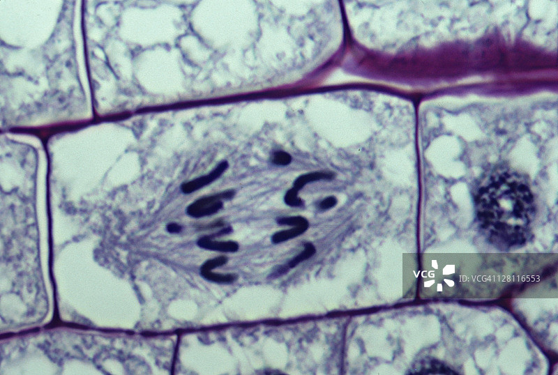 有丝分裂后期：洋葱根尖细胞，植物有丝分裂，苏木精染色，可见染色体纺锤丝，500倍图片素材