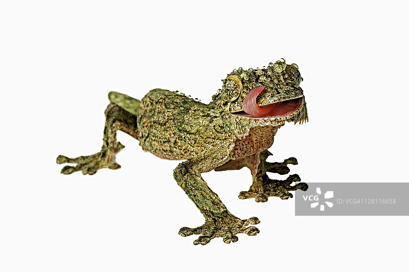 睫状壁虎(Uroplatus henkeli)，会用舌头清洁眼睛和脸部，分布于马达加斯加图片素材