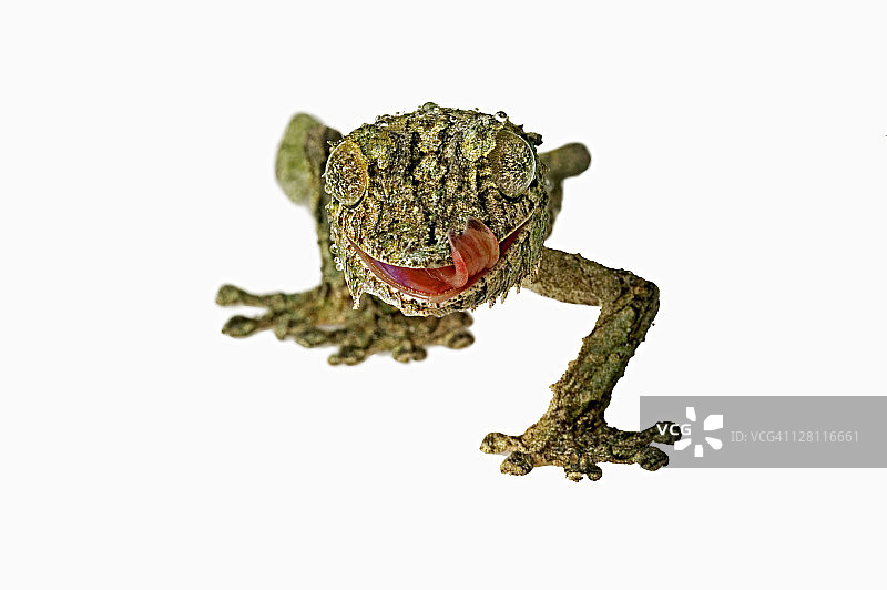 睫状壁虎(Uroplatus henkeli)，会用舌头清洁眼睛和脸部，分布于马达加斯加图片素材