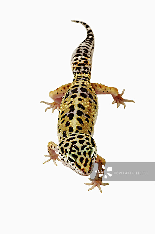 豹纹守宫（Eublepharis macularius），分布于亚洲、印度、伊拉克、阿富汗、巴基斯坦图片素材