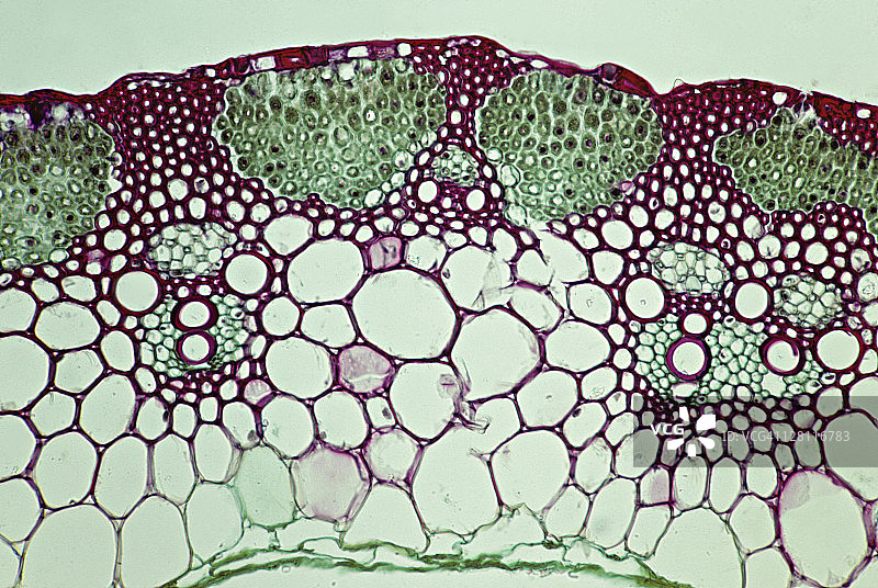 小麦茎横截面（单子叶植物）图片素材