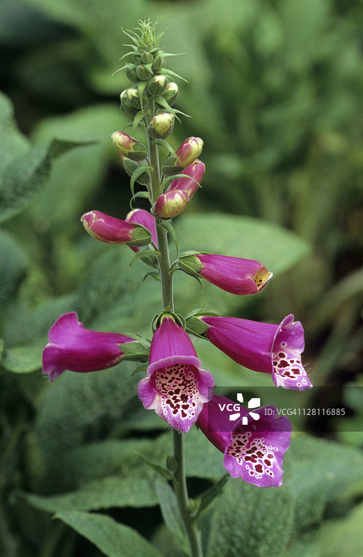 毛地黄（Digitalis purpurea）：强心剂地高辛来源于该物种，路易斯安那州阿夫顿别墅花园，美国图片素材
