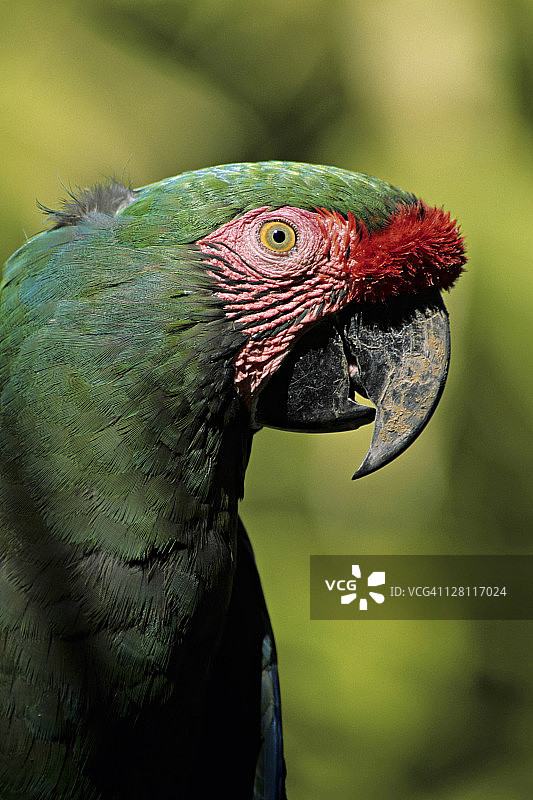 军金刚鹦鹉，中美洲和南美洲，因栖息地破坏和宠物贸易而受到威胁的濒危动物图片素材