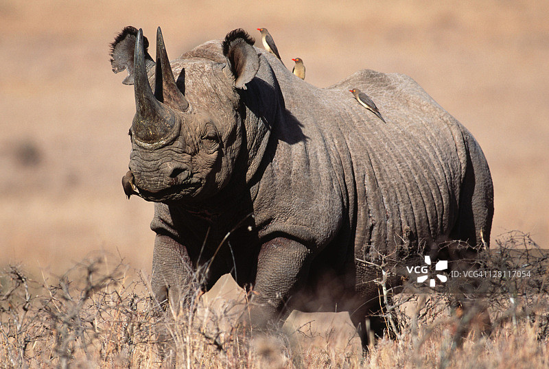 黑犀牛与非洲牛椋鸟图片素材