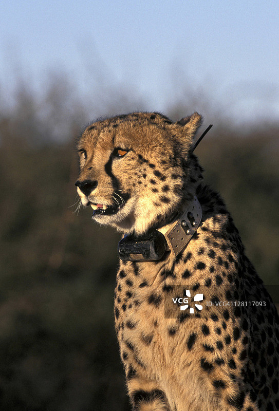猎豹，带有用于监测移动的研究项目无线电项圈，纳米比亚，非洲图片素材